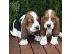 PoulaTo: Ποιότητα Κουτάβια Bassett Hound