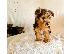 PoulaTo: Yorkshire terrier puppy is now ready for adoption