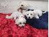 PoulaTo: Χριστούγεννα και Πρωτοχρονιά Bichon Maltese For Rehoming
