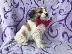 PoulaTo: Fox Terrier