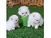 PoulaTo: Pomsky puppies for Free Adoption very Tiny
