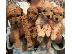 PoulaTo: Toy Poodle Puppies