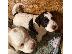 PoulaTo: Lagotto romagnolo κουτάβια
