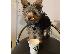 PoulaTo: Yorkie terrier