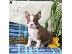 PoulaTo: Super Adorable Boston Terrier κουτάβια