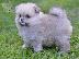 PoulaTo: Pomeranian Spitz κουτάβια