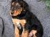 PoulaTo: Airedale Terrier