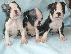 PoulaTo: Lovely Boston Terrier Pups kontaktirajte me preko (whatsapp 32460219218) ili (viber 237679...