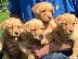 PoulaTo: Εδώ έχουμε 5 όμορφα κουτάβια Labrador retriever. Αυτά τα