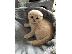 PoulaTo: Εκπληκτικό Scottish Fold Tica Kitten Ready