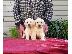 PoulaTo: Labradol Retriver Puppies For You.