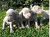 PoulaTo: Κουτάβια Weimaraner έτοιμα