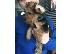 PoulaTo: Yorkshire Terrier Puppies For Adoption