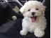 PoulaTo: Maltese mini