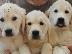 PoulaTo: GOLDEN RETRIEVER
