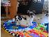 PoulaTo: μίνι κουτάβι Biewer-Yorksire-Terrier