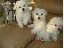 PoulaTo: adorable charming maltese for xmass adoption