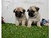 PoulaTo: Pug
