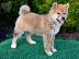PoulaTo: Shiba inu