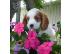 PoulaTo: Cavalier King κουτάβια