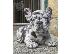 PoulaTo: French bulldog merle