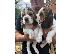 PoulaTo: Όμορφη γενεαλογία Beagle Pups Pra Clear