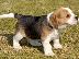 PoulaTo: Beagle μπιγκλ
