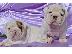 PoulaTo: english bulldog for adoption