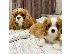 PoulaTo: Διατίθενται κουτάβια Cavalier King Charles Spaniel