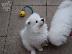 PoulaTo: Πωλούνται κουτάβια Samoyed Nice.