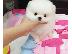 PoulaTo: λευκό μίνι πομεράνια  /  pomeranian mini