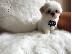 PoulaTo: Απόλυτη cutie, μικρό κουτάβι Shih Tzu έτοιμο τώρα