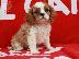PoulaTo: Cavalier King