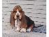 PoulaTo: Κουτάβια Basset Hound