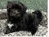 PoulaTo: Havanese