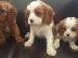PoulaTo: Αξιολάτρευτο Cavalier King Charles Puppies