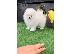 PoulaTo: Teacup Pomeranian puppy