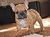 PoulaTo: Γαλλικο μπουλντογκ  / french bulldog