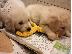 PoulaTo: Πώληση κουτάβια Golden Retriever! Έχουμε