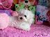 PoulaTo: Δύο κουτάβια Top Class Maltese Available
