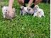 PoulaTo: Ευφυής Pomeranian Pups ** ΔΩΡΕΑΝ ** Εγκρίθηκε