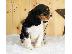 PoulaTo: Κουτάβια Cavalier King Charles Spaniel