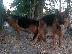 PoulaTo: German Shepherd καθαροαιμα κουταβια Αθηνα 6979314054