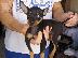 PoulaTo: Pinscher teacup