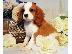 PoulaTo: Καταπληκτικό Cavalier King Charles Spaniel κουτάβια