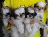 PoulaTo: Shih Tzu