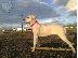 PoulaTo: Dogo Argentino Θηλυκο 2 μηνων εμβολιασμενο.