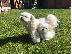 PoulaTo: Maltese