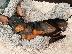 PoulaTo: Pinscher mini