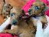 PoulaTo: Pinscher teacup